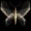 butterfly.jpg